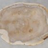 Coffee table petrified wood 52240