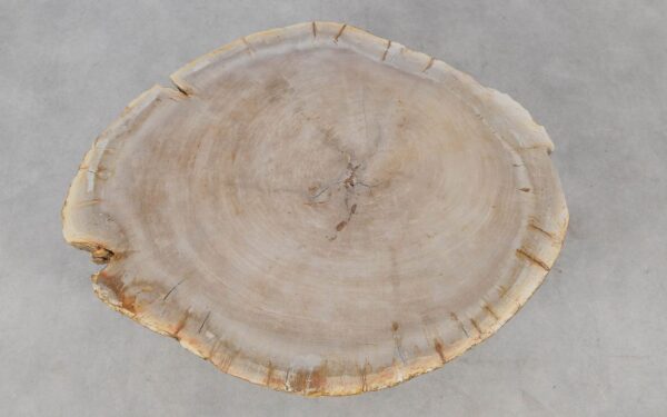 Coffee table petrified wood 52241