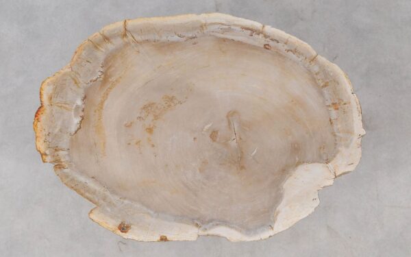 Coffee table petrified wood 52242