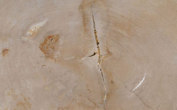 Coffee table petrified wood 52242