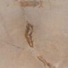 Coffee table petrified wood 52247