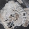 Coffee table petrified wood 52294
