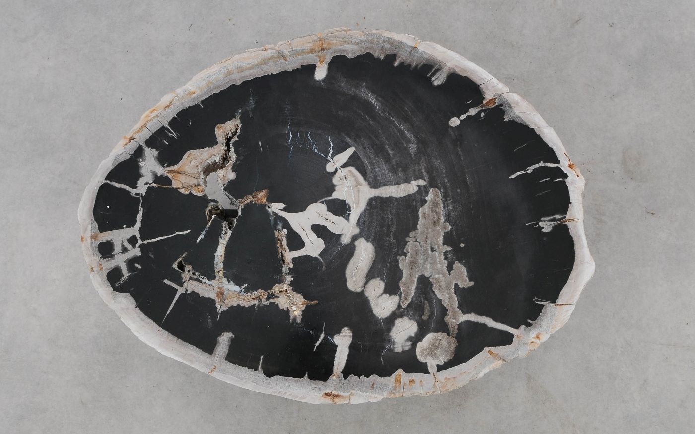 Coffee table petrified wood 52299 - the art of nature - Xyleia Natural  Interiors