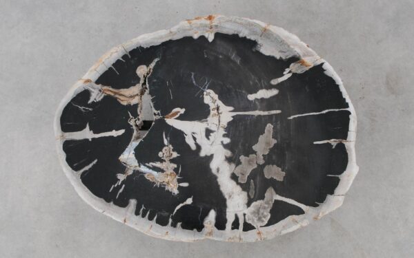 Coffee table petrified wood 52306