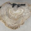 Couchtisch versteinertes Holz 51213