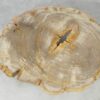 Couchtisch versteinertes Holz 51257