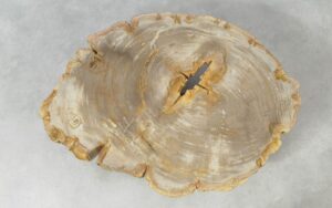 Couchtisch versteinertes Holz 51257