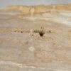Couchtisch versteinertes Holz 51260