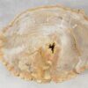 Couchtisch versteinertes Holz 51262