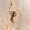 Couchtisch versteinertes Holz 51263