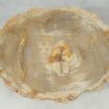 Couchtisch versteinertes Holz 51265