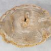Couchtisch versteinertes Holz 51268