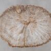 Couchtisch versteinertes Holz 52232