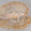 Couchtisch versteinertes Holz 52234