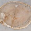 Couchtisch versteinertes Holz 52243