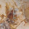 Couchtisch versteinertes Holz 52243
