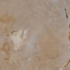 Couchtisch versteinertes Holz 52244