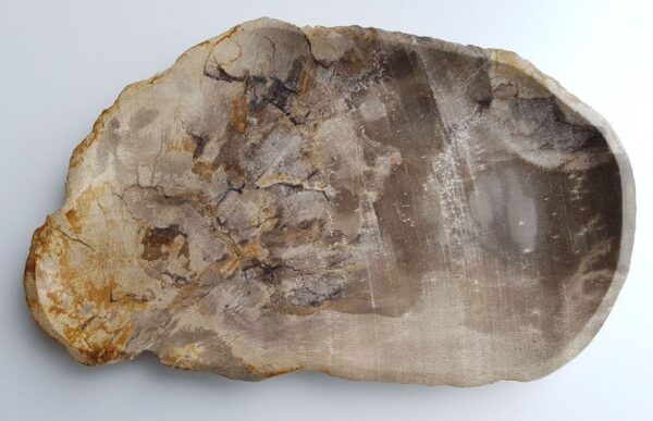 Plate petrified wood 33003d