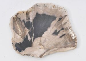 Plate petrified wood 42077a