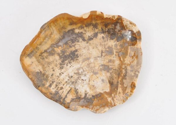 Plate petrified wood 43068e