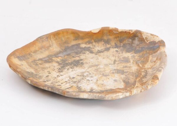 Plate petrified wood 43068e