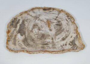Plate petrified wood 45054e