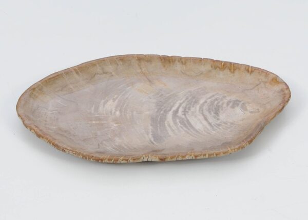 Plate petrified wood 51060
