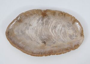 Plate petrified wood 51061