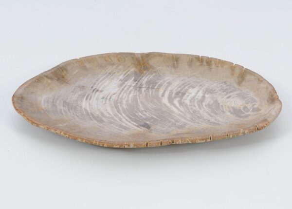 Plate petrified wood 51061