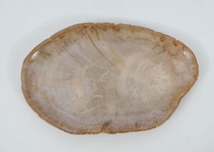 Plate petrified wood 51062
