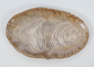 Plate petrified wood 51064