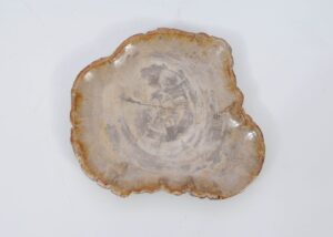 Plate petrified wood 51071