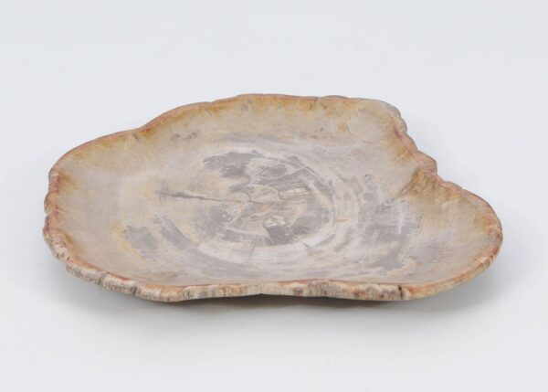 Plate petrified wood 51071