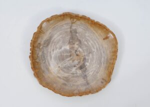 Plate petrified wood 51072