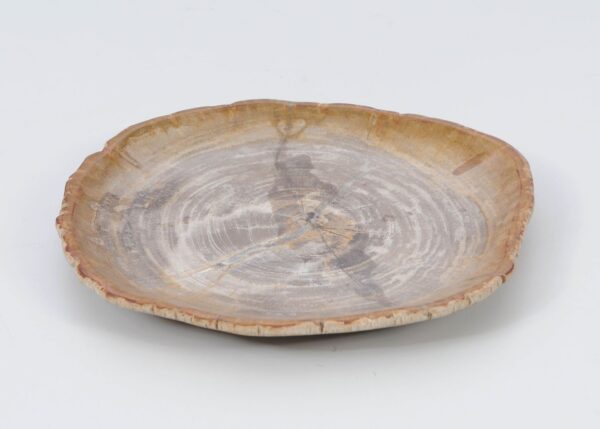 Plate petrified wood 51072