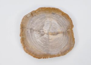 Plate petrified wood 51074