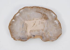 Plate petrified wood 51075