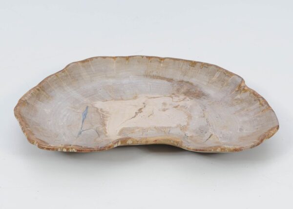 Plate petrified wood 51075