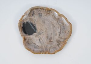 Plate petrified wood 51077