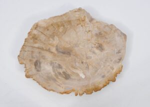 Plate petrified wood 51087