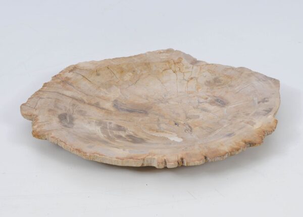 Plate petrified wood 51087