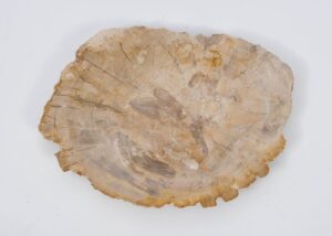 Plate petrified wood 51088