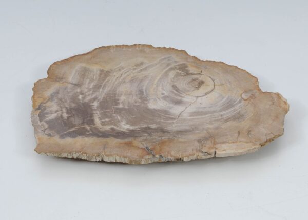 Plate petrified wood 51089