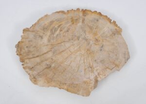 Plate petrified wood 51090