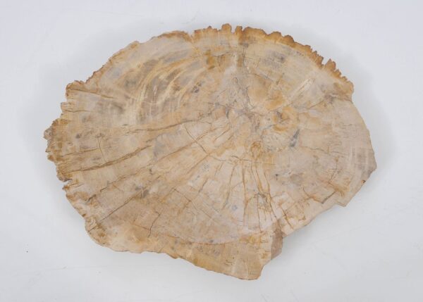 Plate petrified wood 51090