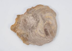 Plate petrified wood 51091