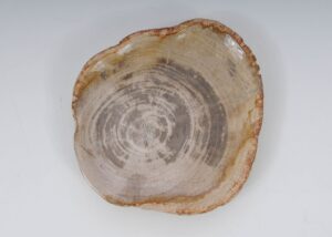 Plate petrified wood 51097