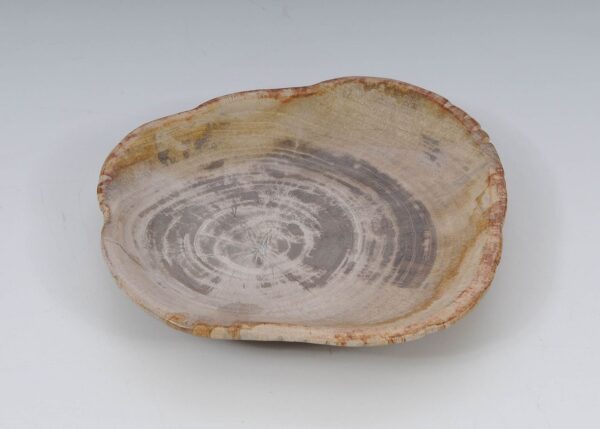Plate petrified wood 51097