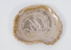 Plate petrified wood 51098