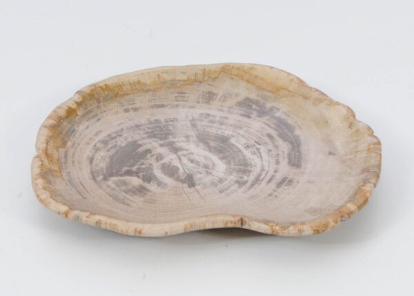 Plate petrified wood 51098